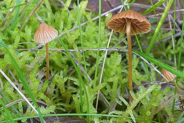 Le Galerine del bosco alluvionale